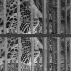 Mikrofilmvergleich_Leopard