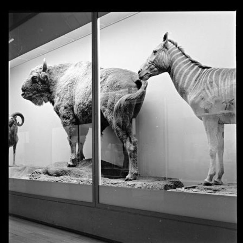 Im Naturhistorischen Museum, 11. Januar 1968. Staatsarchiv Basel-Stadt, BSL 1013 1-3567 1